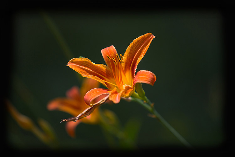 Macro Photography